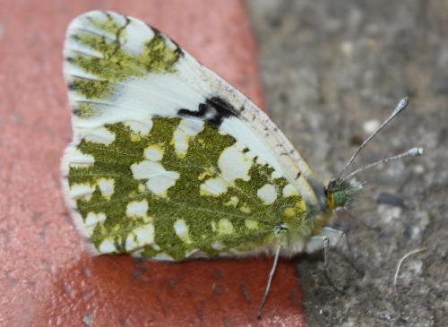 Réf. 235 382 : Euchloe crameri